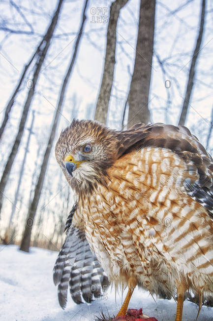 Close up of a red-shouldered hawk