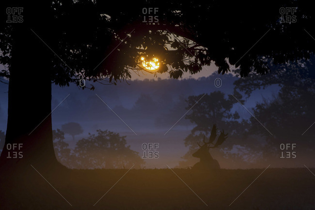 Silhouette of a stag at sunset