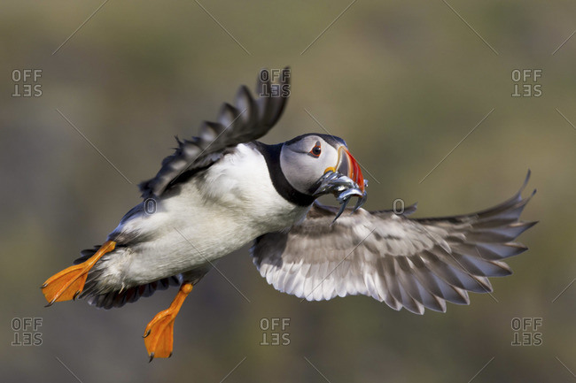 Puffin bird flying with fish in its beak