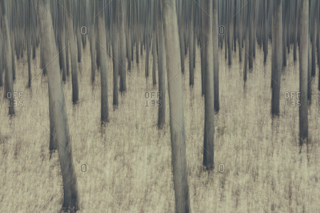Poplar trees on commercial tree farm, blurred motion abstract, Oregon