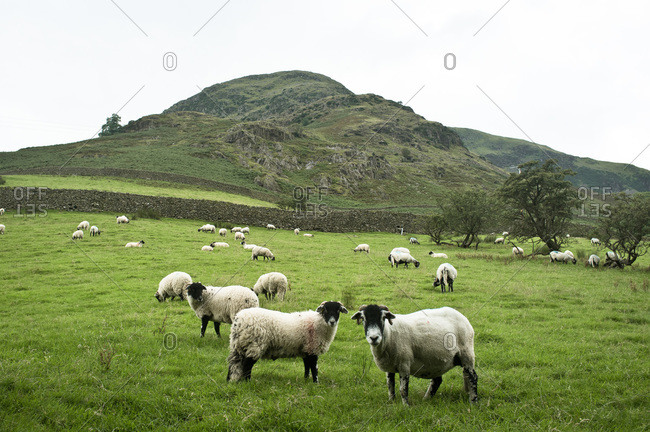 Flock of sheep grazing on a meadow in Keswick, Cumbria, England