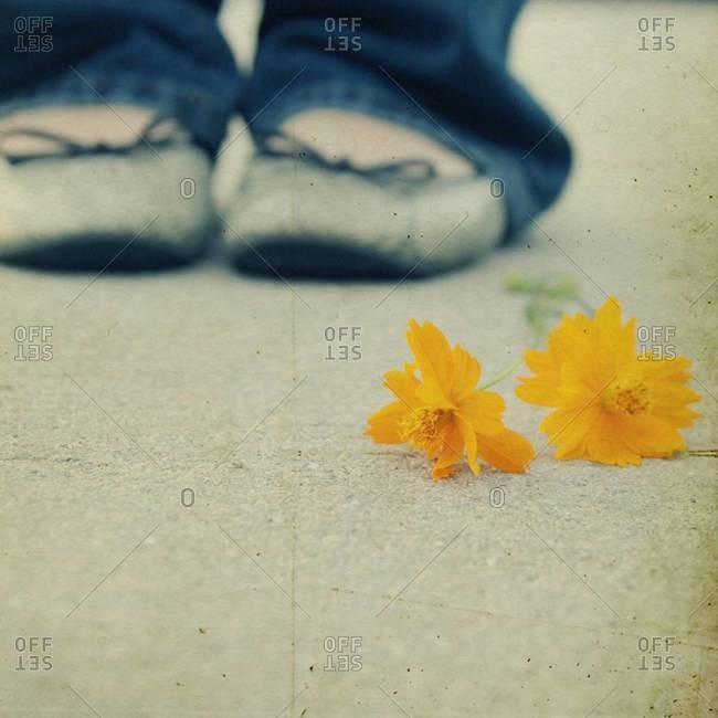 Person standing behind yellow flower on ground