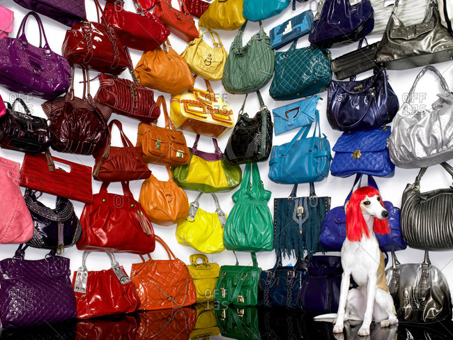 Greyhound wearing a wig amongst colorful handbags