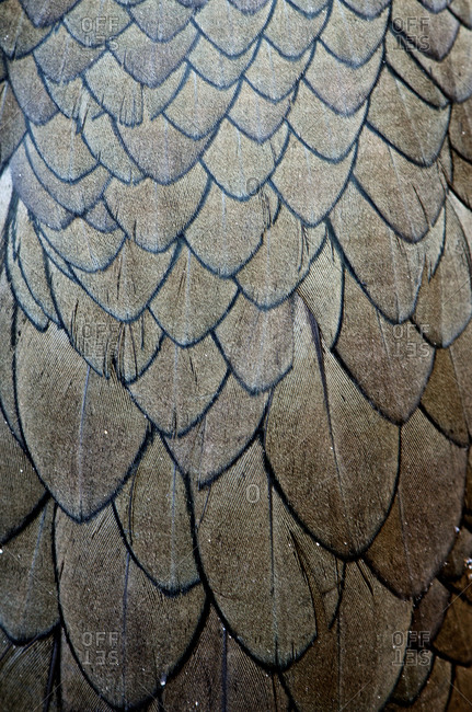 Close up of the feathers on the back of a Pied Cormorant