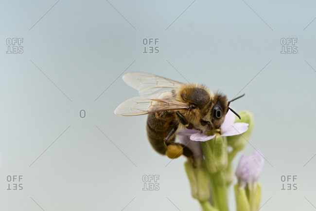 A European honey bee extracting pollen from a flower.