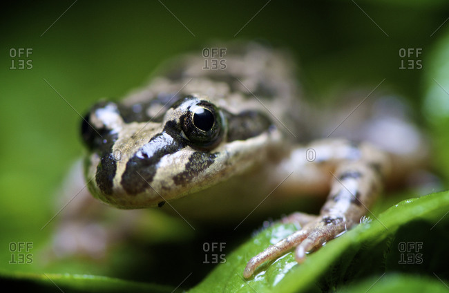 A Spotted Marsh Frog sitting on green foliage with blurred background.