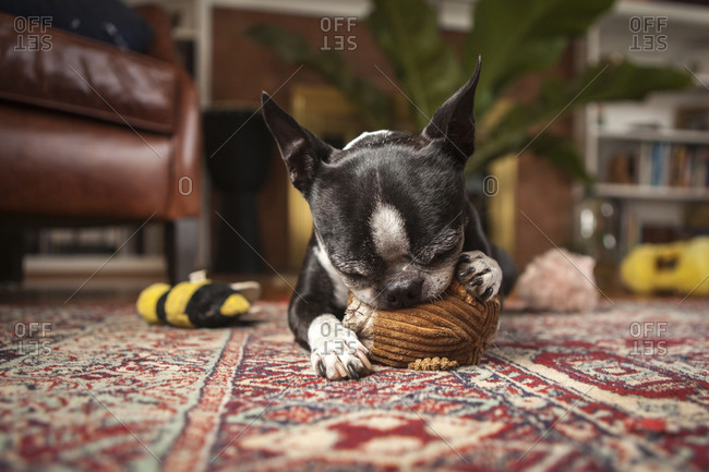 A Boston Terrier lays on a rug clutching and chewing on her dog toy.
