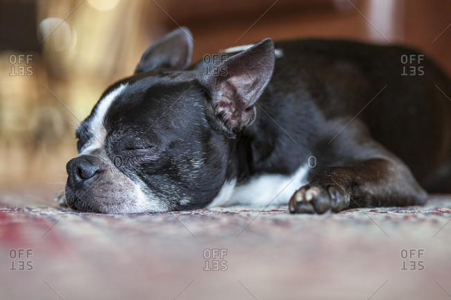 A Boston Terrier lays on a rug and sleeps soundly.