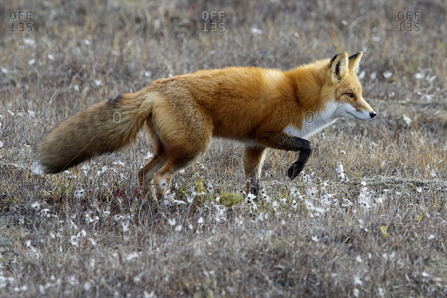 A red fox on the hunt on the tundra.