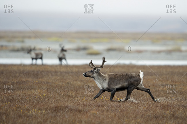 A caribou moves quickly across the wet tundra.