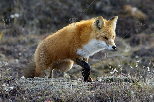 A healthy red fox goes on the hunt.