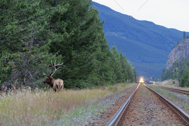 A bull elk gets off the train tracks as a train approaches.