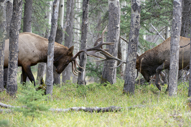 Two bull elk fight in the woods.