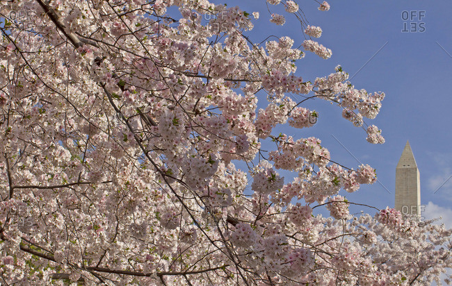 The Washington Monument peaks out behind a mass of light pink cherry blossoms.
