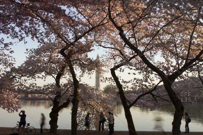 People are silhouetted amongst cherry blossoms that glow in the morning light.