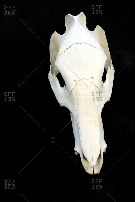 Close up of an animal skull