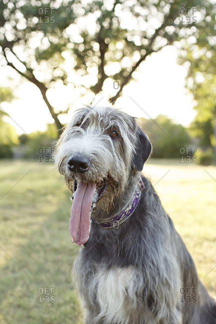 Portrait of a panting Irish wolfhound