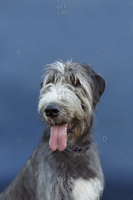Portrait of a panting Irish wolfhound