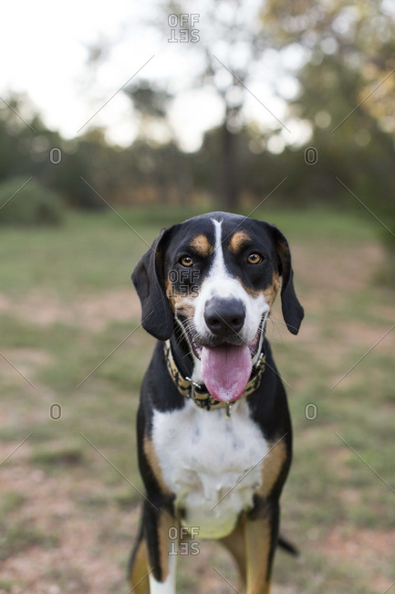 Portrait of a panting hound