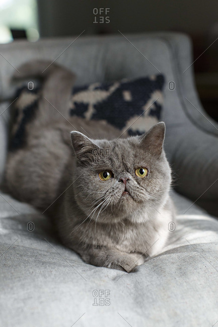 Grey Exotic Shorthair cat lying on a bed