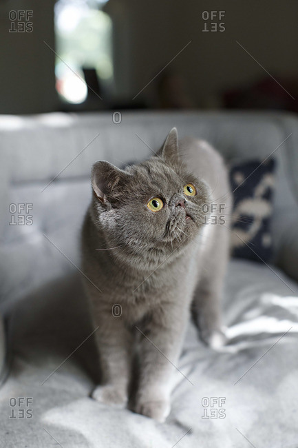 Grey Exotic Shorthair cat standing on a bed