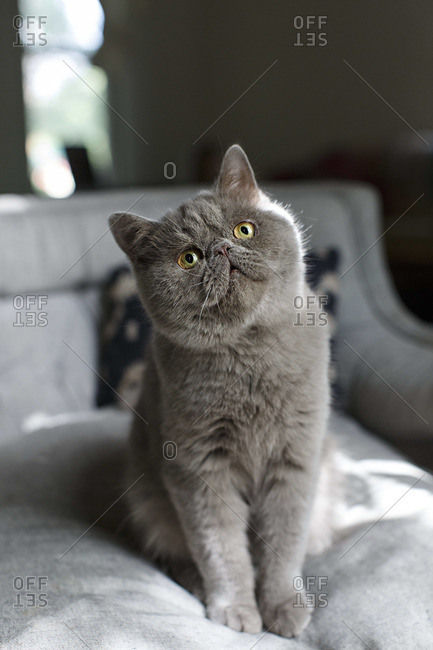 Grey Exotic Shorthair cat sitting on a bed