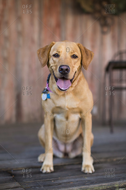 Portrait of a panting Labrador