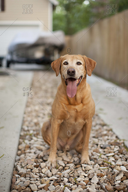 Portrait of a panting Labrador on a driveway