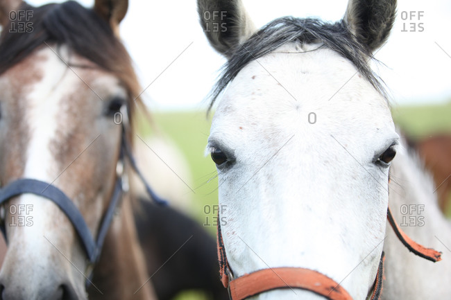 Two horses standing side by side watching attentively