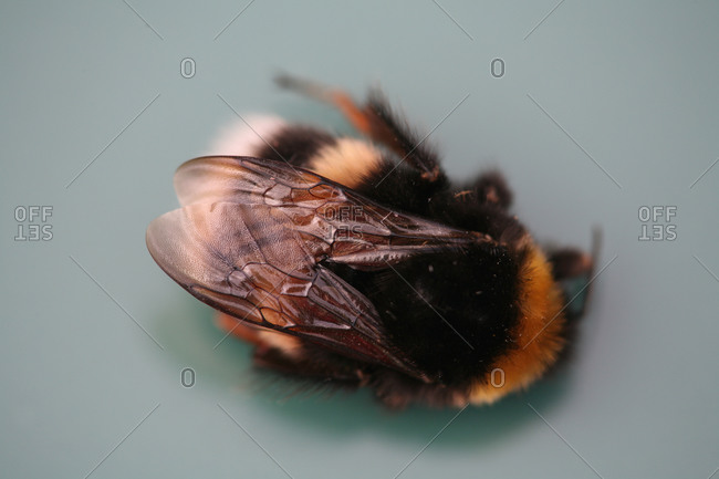 Bumblebee insect on grey surface