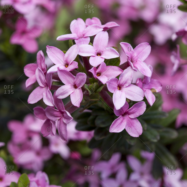 Garland flower, Daphne cneorum