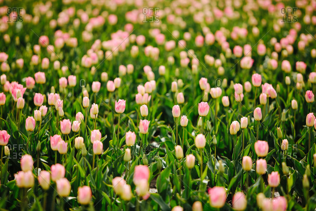 Tulips blooming in a field