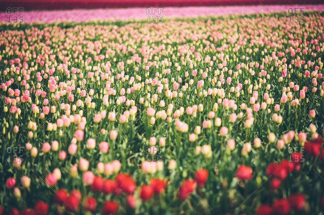 Tulips blooming in a field