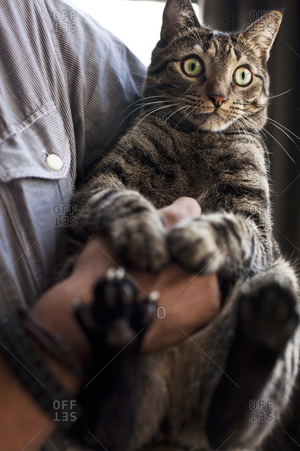 Man holding tabby cat