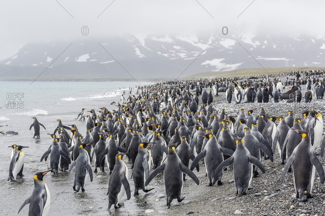 King penguins (Aptenodytes patagonicus) at breeding and nesting colony at Salisbury Plain
