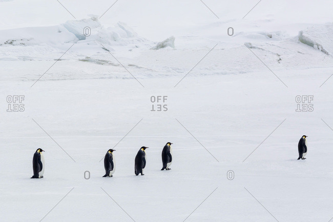 Emperor Penguins (Aptenodytes forsteri) marching across sea ice on Snow Hill Island