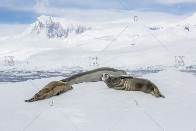 Adult crabeater seals (Lobodon carcinophaga) resting on ice floe in Neko Harbor