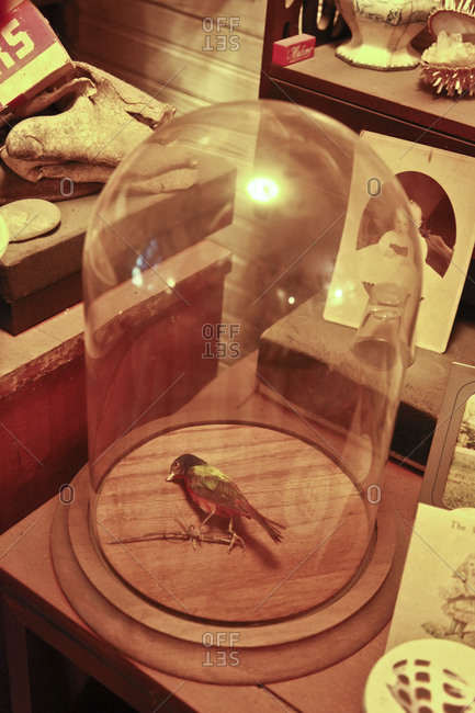 Dead bird in a bell jar