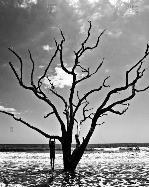 Man hanging from a dry tree on a seashore