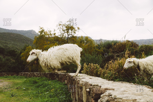 Sheep jumping from stone wall