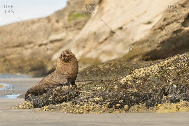 New Zealand fur seal on the beach near Cape Farewell