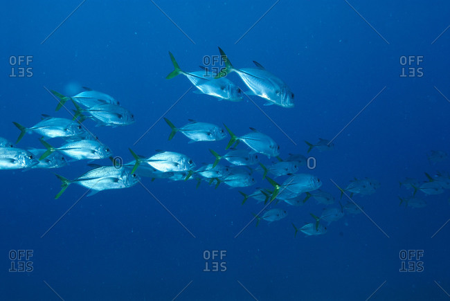 A school of horse-eye jacks (Caranx latus) off the Glovers Atoll reef in Belize