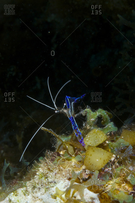 A Pederson\'s cleaner shrimp (Ancylomenes pedersoni) on the Belize Barrier Reef