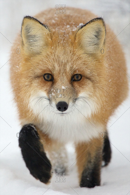 A fox moves carefully as it hunts