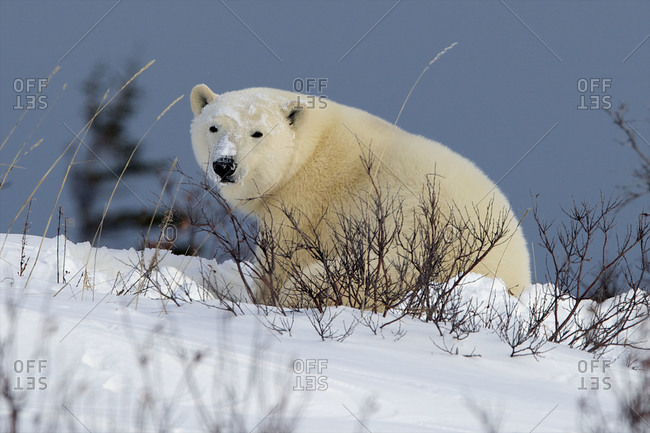 A polar take a break from its nap and looks around