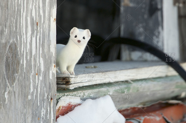 An ermine looks out from an old abandoned building