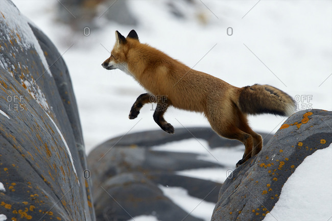 A red fox jumps the gap between the rocks