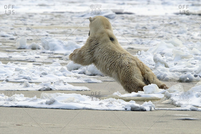 A polar bear reaches out as far as it can to avoid the icy water