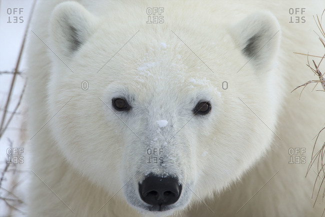 A small polar bears round face