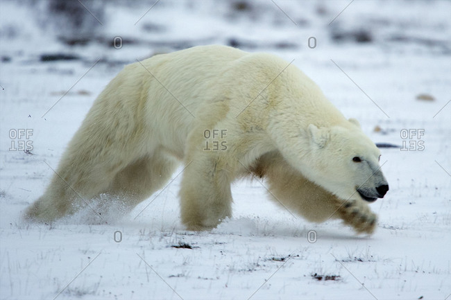 A polar bear runs to get away from another bear